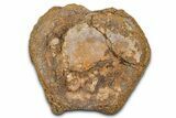 Hadrosaur (Edmontosaurus) Caudal Vertebra Centrum - Wyoming #370680-2